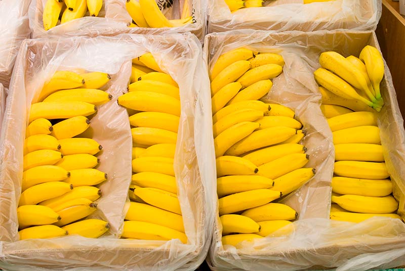 Bananas ecuatorianas de exportación