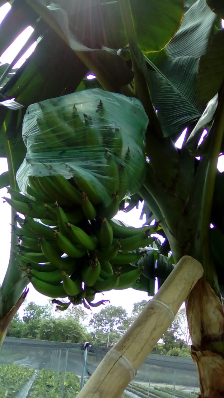 exportador de banano Platanos de calidad en guayaquil