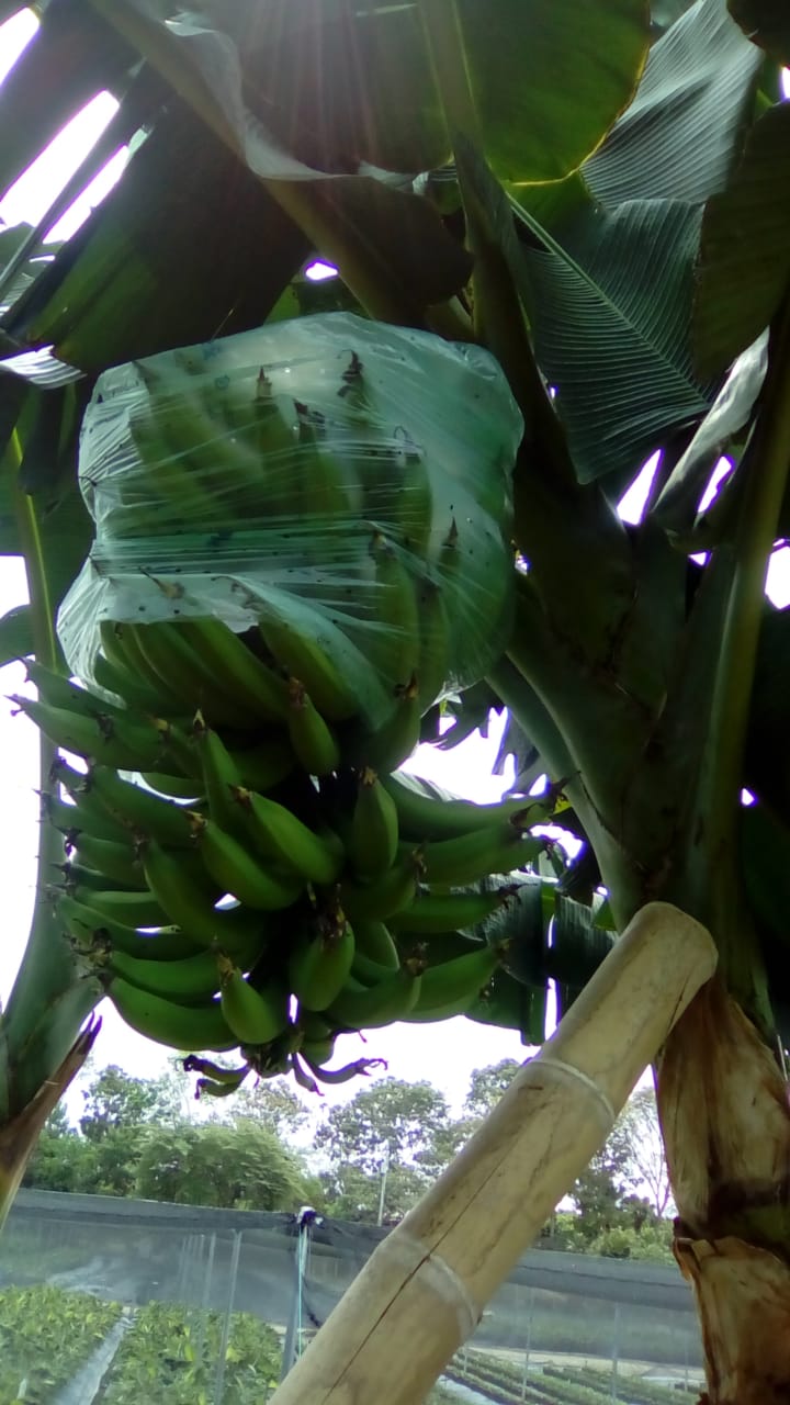 Platanos de calidad en guayaquil